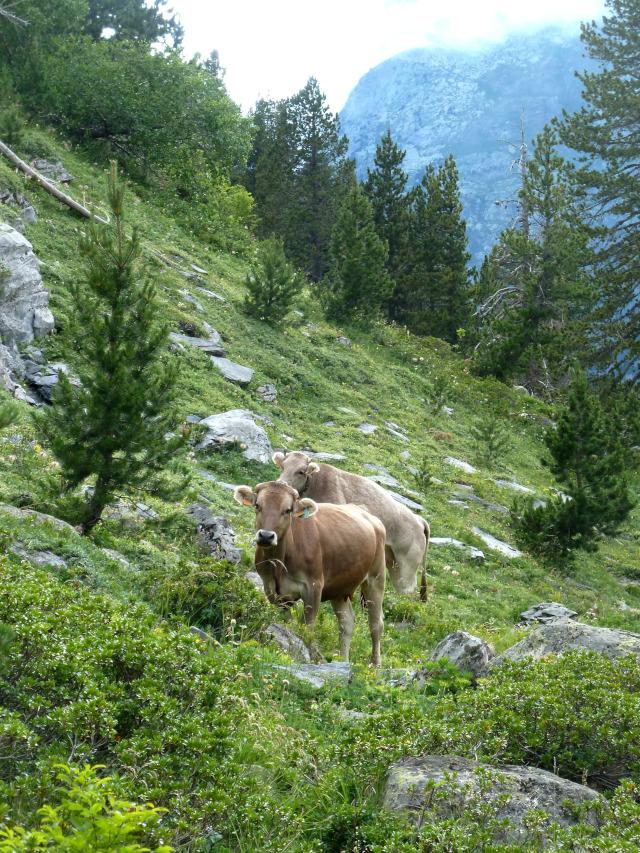 Imagen Los ganaderos de Hecho denuncian las trabas para limpiar el monte y aplicar una gestión forestal eficaz