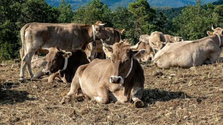 Imagen ADELPA muestra su apoyo a la ganadería del Pirineo y pide agilidad en...