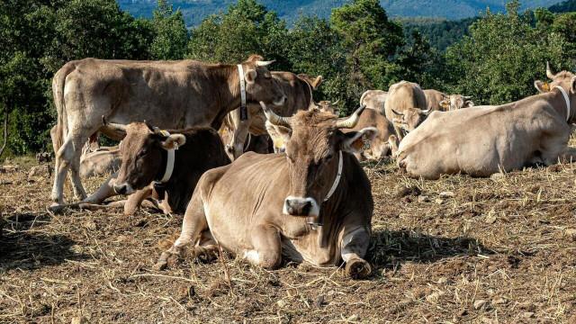 Imagen ADELPA muestra su apoyo a la ganadería del Pirineo y pide agilidad en las indemnizaciones a los ganaderos afectados por la Dermatosis Nodular Contagiosa
