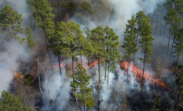 Imagen ADELPA pide que los protocolos para crear anillos de prevención de incendios pasen del papel al territorio