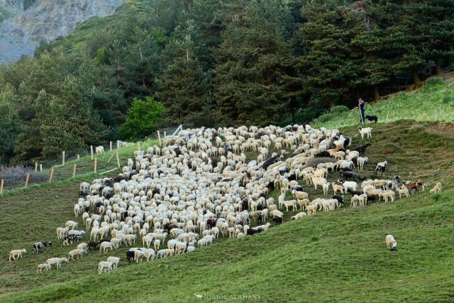 Imagen Incluidas seis nuevas localidades en las ayudas por el lobo y el oso